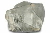 Plate of Ordovician Graptolite (Phyllograptus) Fossils - Utah #251540-1